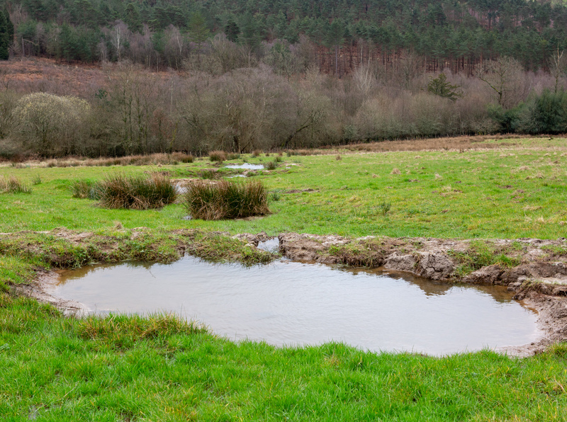 Cascading ponds created by Sam Buckland two years ago© Roz Bassford