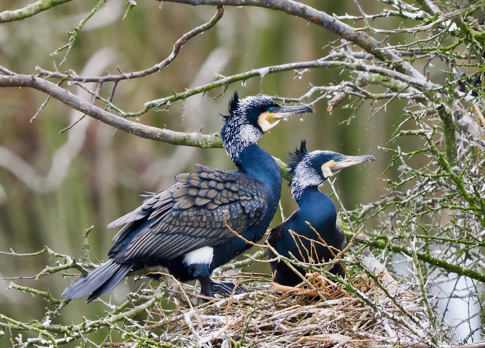 Castle Water Cormorants by Don Clarke