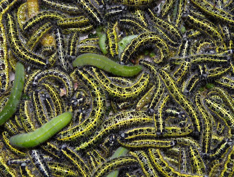 Caterpillars