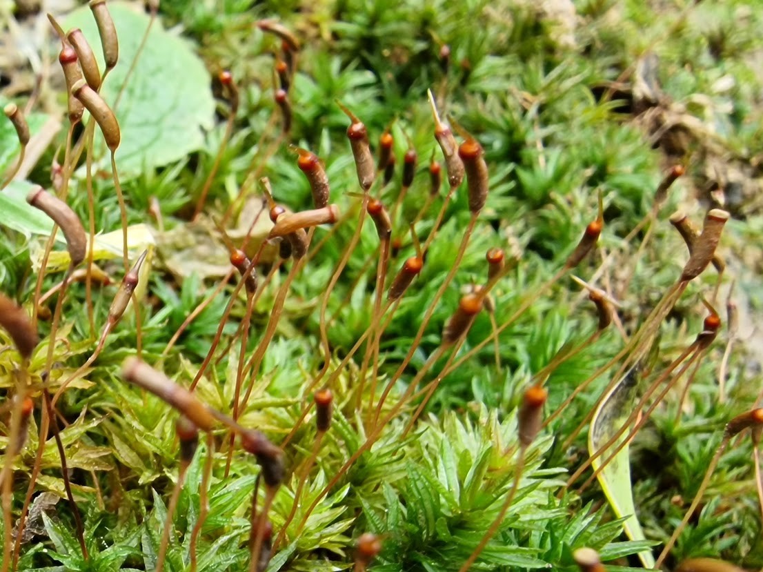 Catherine’s Moss, Atrichum undulatum, with is characteristic capsules (which contain its spores) with a long “beak” and undulate (wavey) leaf margins.