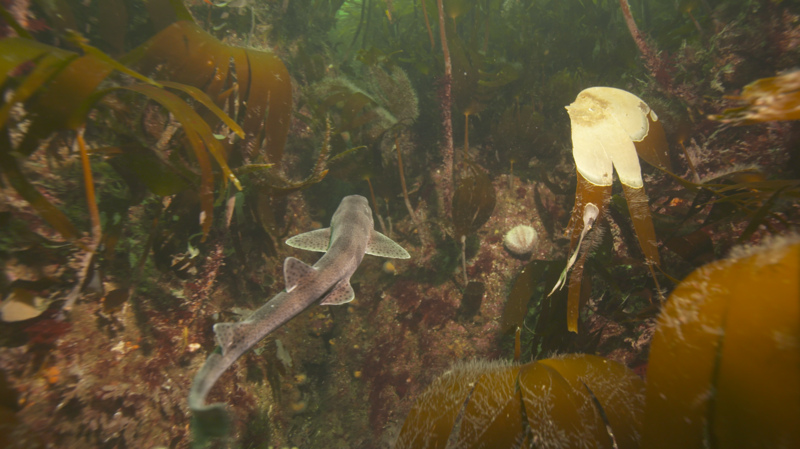 Catshark swimming © Andy Jackson