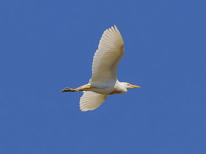 Rye Harbour Nature Reserve sightings in July 2026