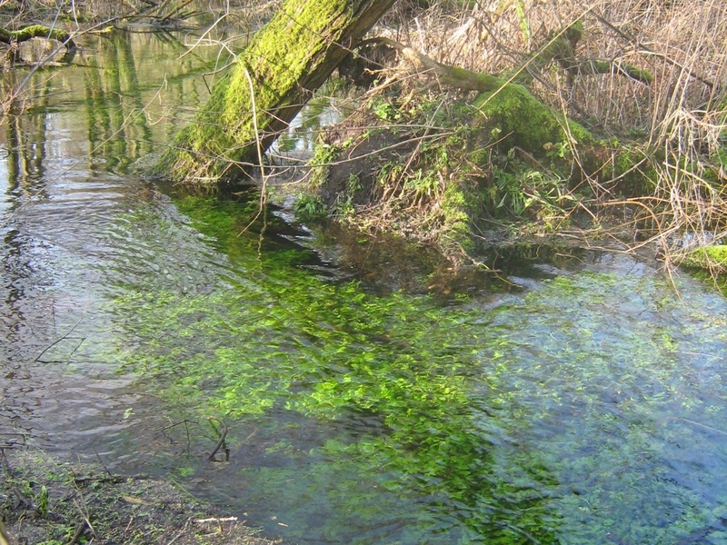 Chalk Streams And Knuckerholes Sussex Wildlife Trust Chalk Streams And Knuckerholes Sussex Wildlife Trust