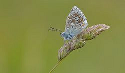 The Butterflies of the Chalk Downs - West Sussex (13/08/2023)