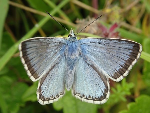 Chalkhill Blue © Rob Eadie