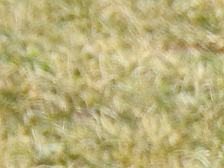 Two Chough standing and feeding