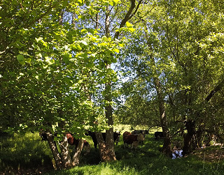 Limden Brook Cattle