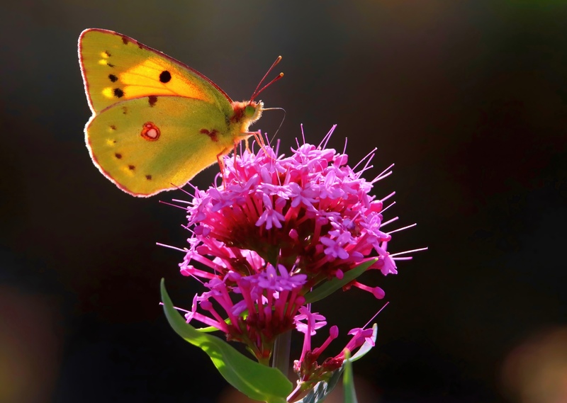Clouded Yellow at Pevensey Bay © John Lauper