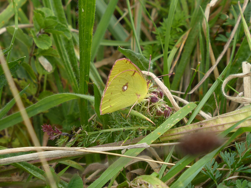 Clouded Yellow at Seaford Head © David Beer
