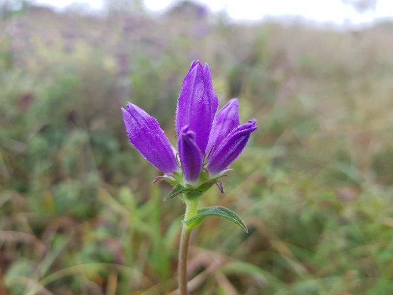 Clustered Bellflower © Glenn Norris