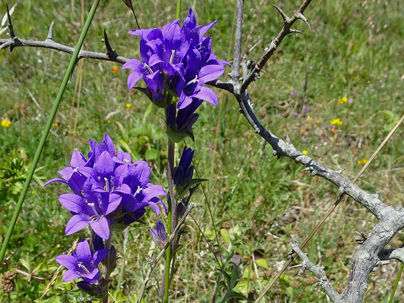 Clustered Bellflower at Levin Down © Rob Eadie