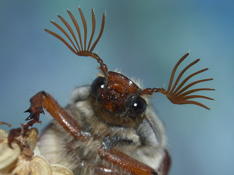 Bumbling beetles! It's the Cockchafer