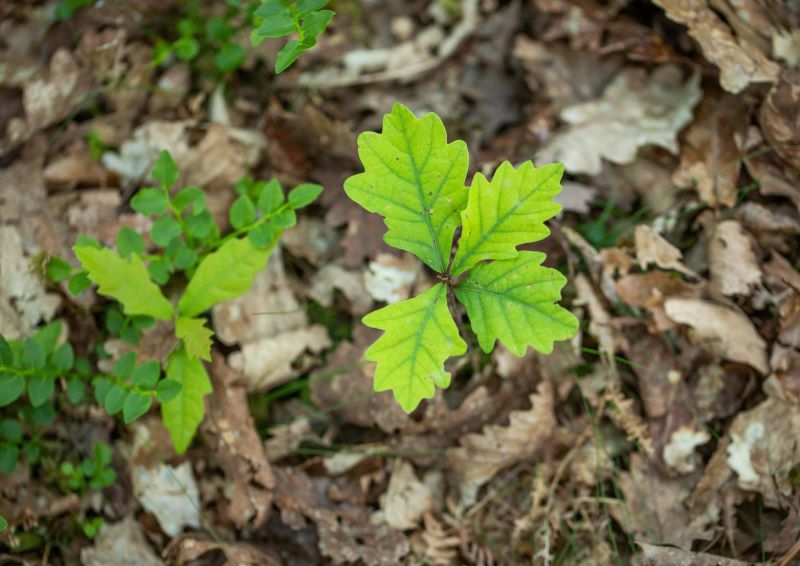 Oak seedlings © Ben Porter