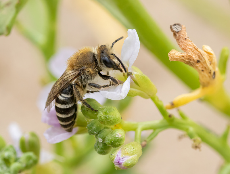 Sea Aster Bee Sea Aster Bee