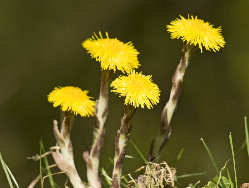 Coltsfoot