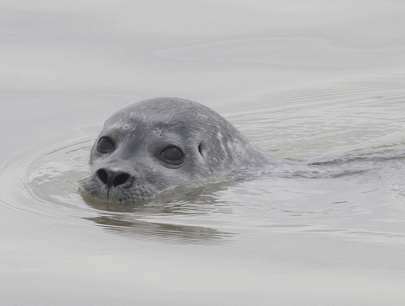 Common Seal