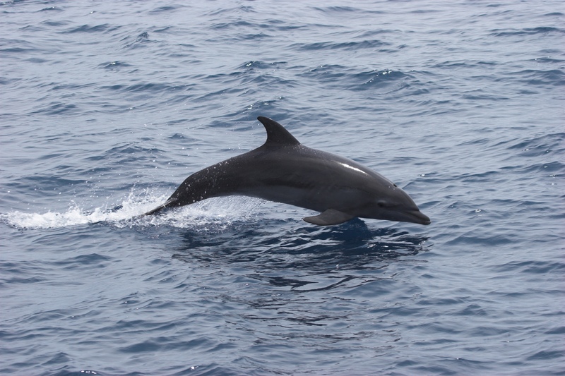 Bottlenose Dolphin © Caroline Weir