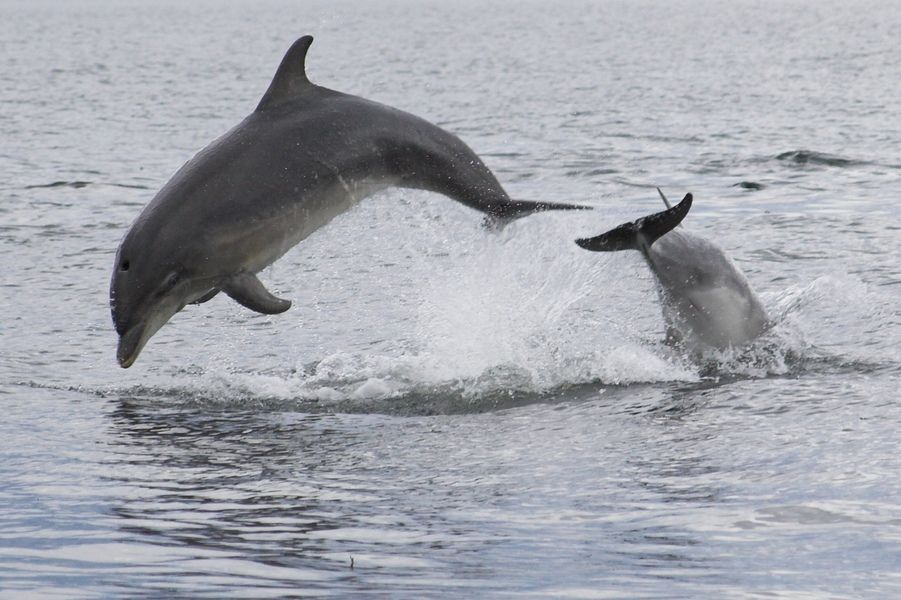 Bottlenose-dolphin © Caroline Weir Bottlenose-dolphin © Caroline Weir