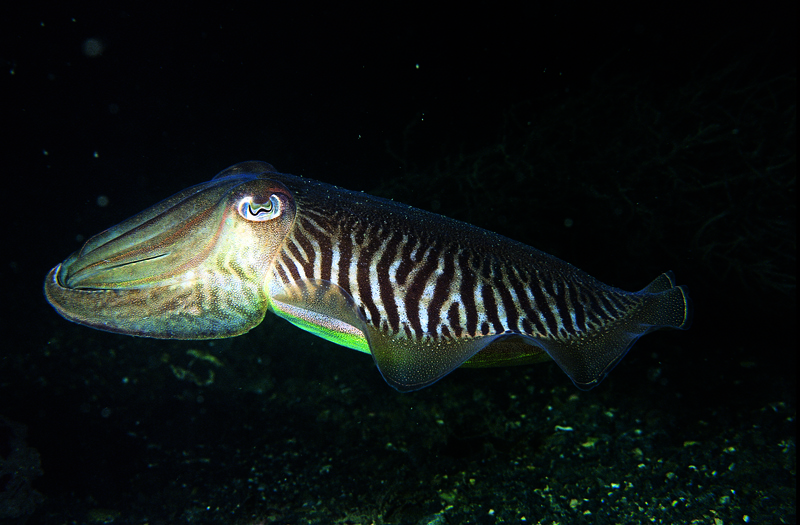 Cuttlefish © Paul Naylor