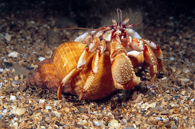 Hermit Crab © Paul Naylor
