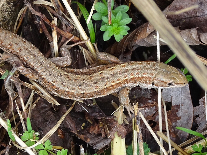 Adder © Rob Eadie