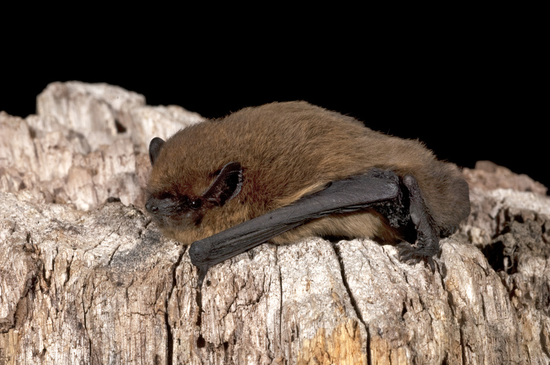 Big up bats