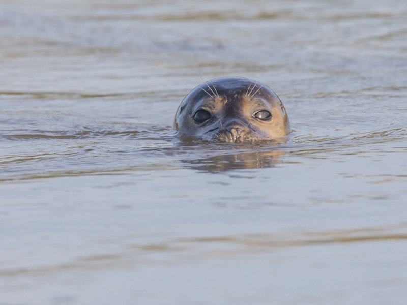 Common Seal Common Seal