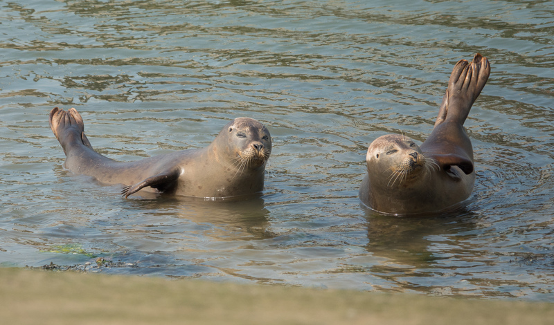Common Seals