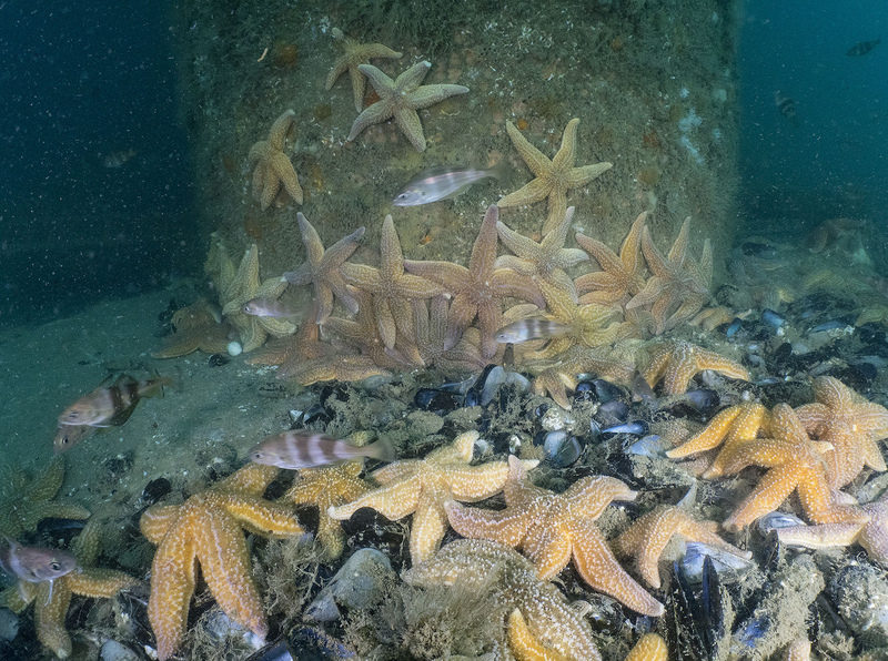 Common Starfish horde Brighton © Paul Naylor
