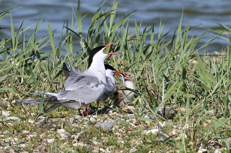 Common Terns Common Terns