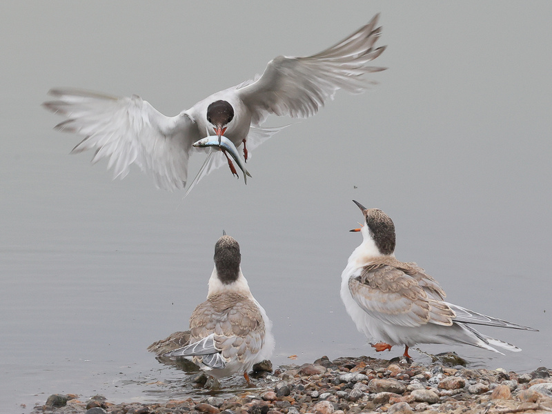 Celebrating National Marine Week at Rye Harbour Nature Reserve