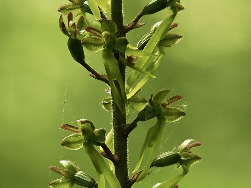 Common Twayblade