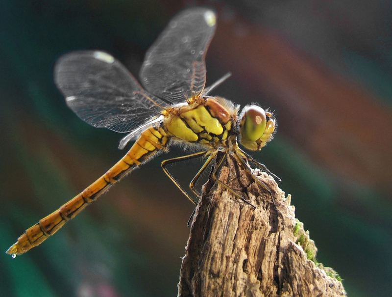 Common Darter
