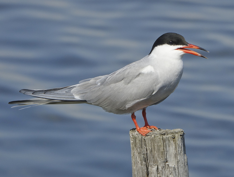 Common Tern
