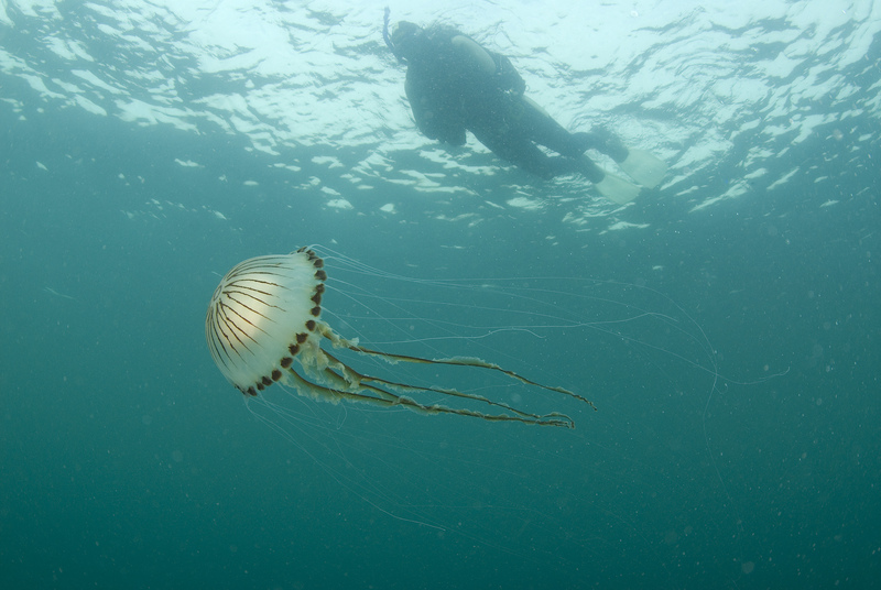 Compass Jellyfish © Paul Naylor