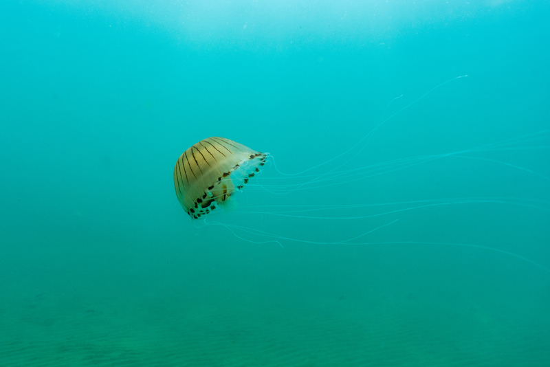 Compass Jellyfish © Piers Fearick