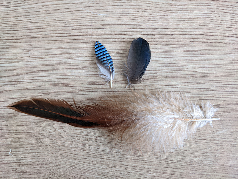 All about feathers