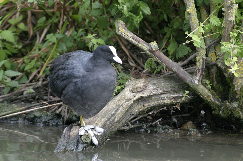 Coot © Darin Smith