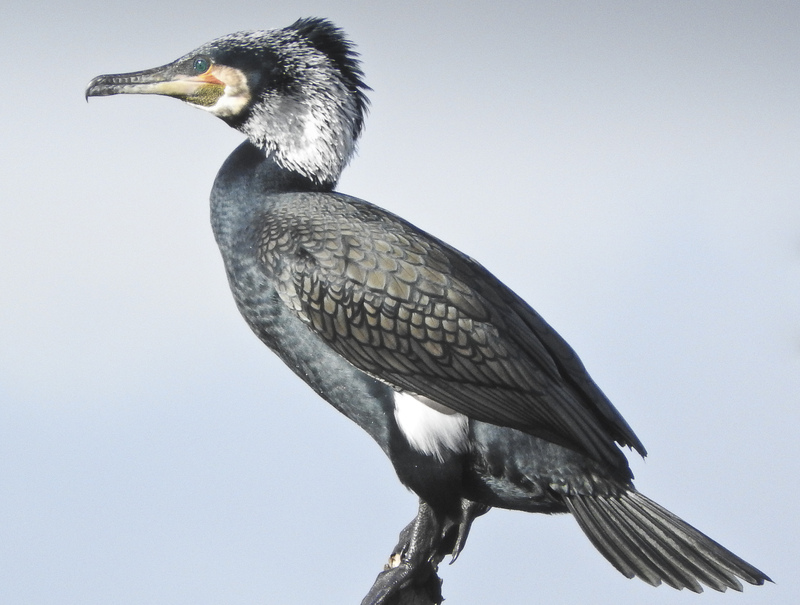 Cormorant