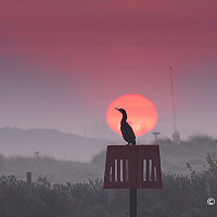 1. Cormorant at Sunrise - Tim Nightingale