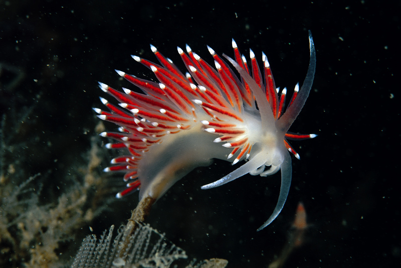 Scarlet Lady Sea Slug © Paul Naylor