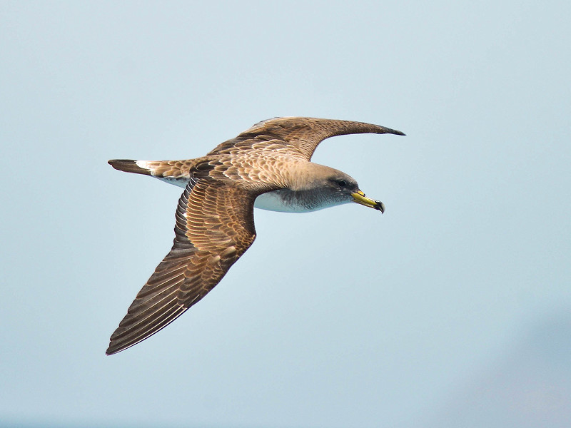 Rye Harbour Nature Reserve Wildlife Sightings: August 2024