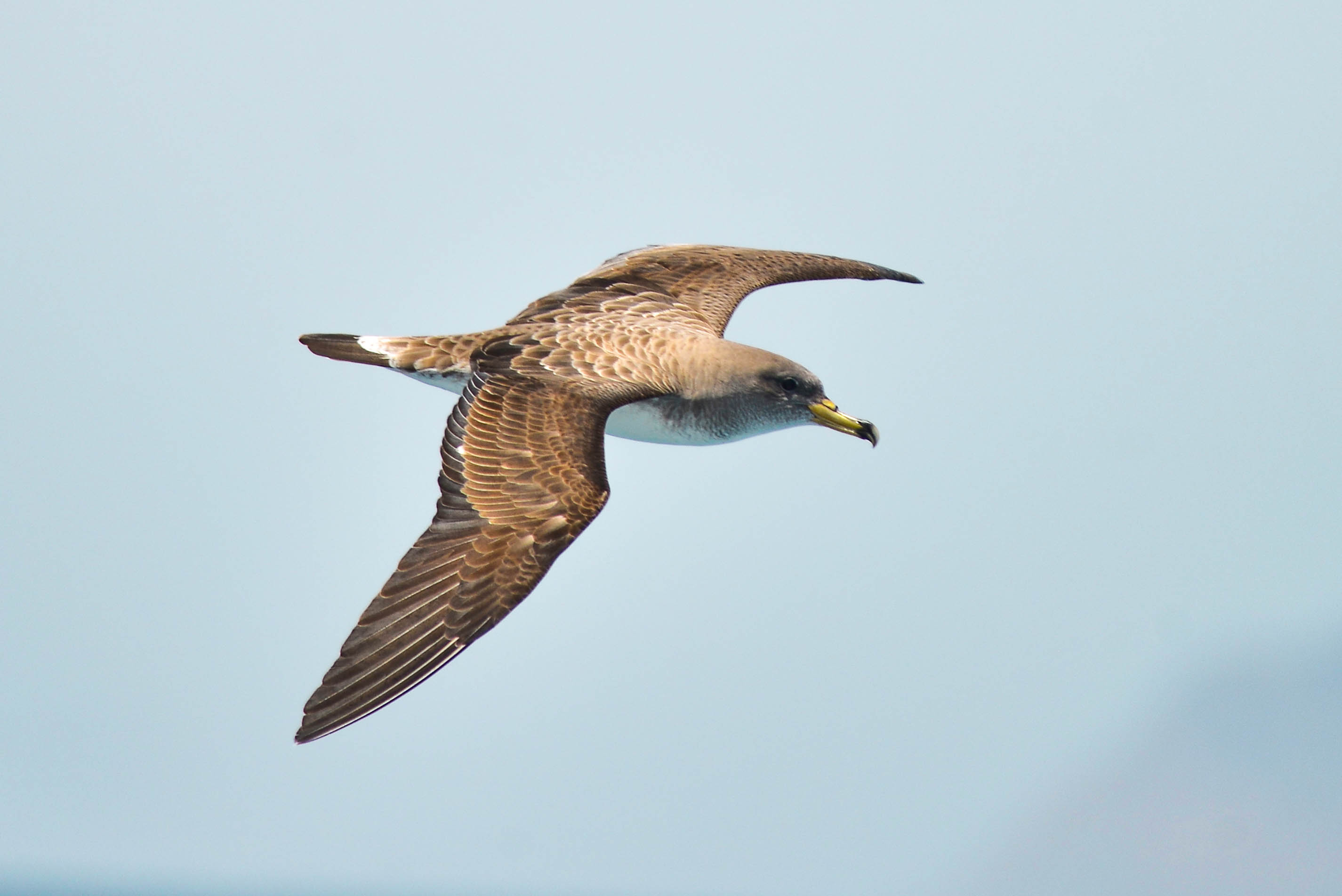 Rye Harbour Nature Reserve Wildlife Sightings: August 2024