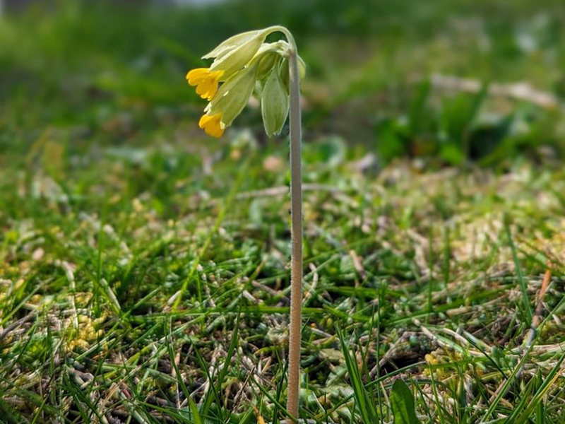 Cowslip © Audrey Jarvis Cowslip © Audrey Jarvis