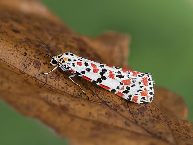 Moth Magic at Rye Harbour Nature Reserve (31/05/23)