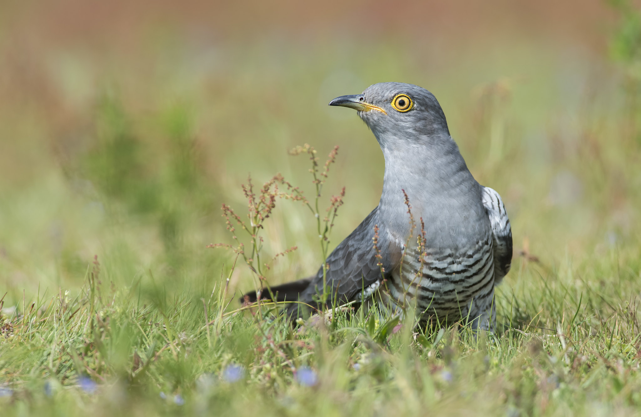 Cuckoo © Bob Eade