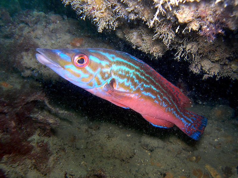 Verdict on stalled “super year” for marine protection