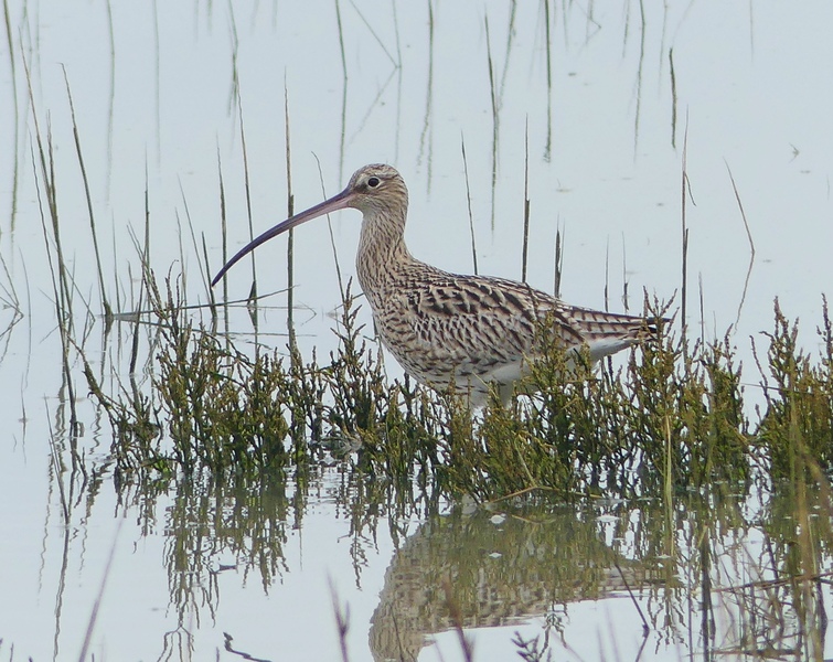 An Introduction to Waders - West Sussex (07/09/2023)