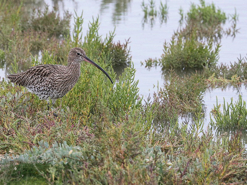 A milestone for nature recovery in Sussex – Chyngton Brooks saltmarsh restoration granted planning permission