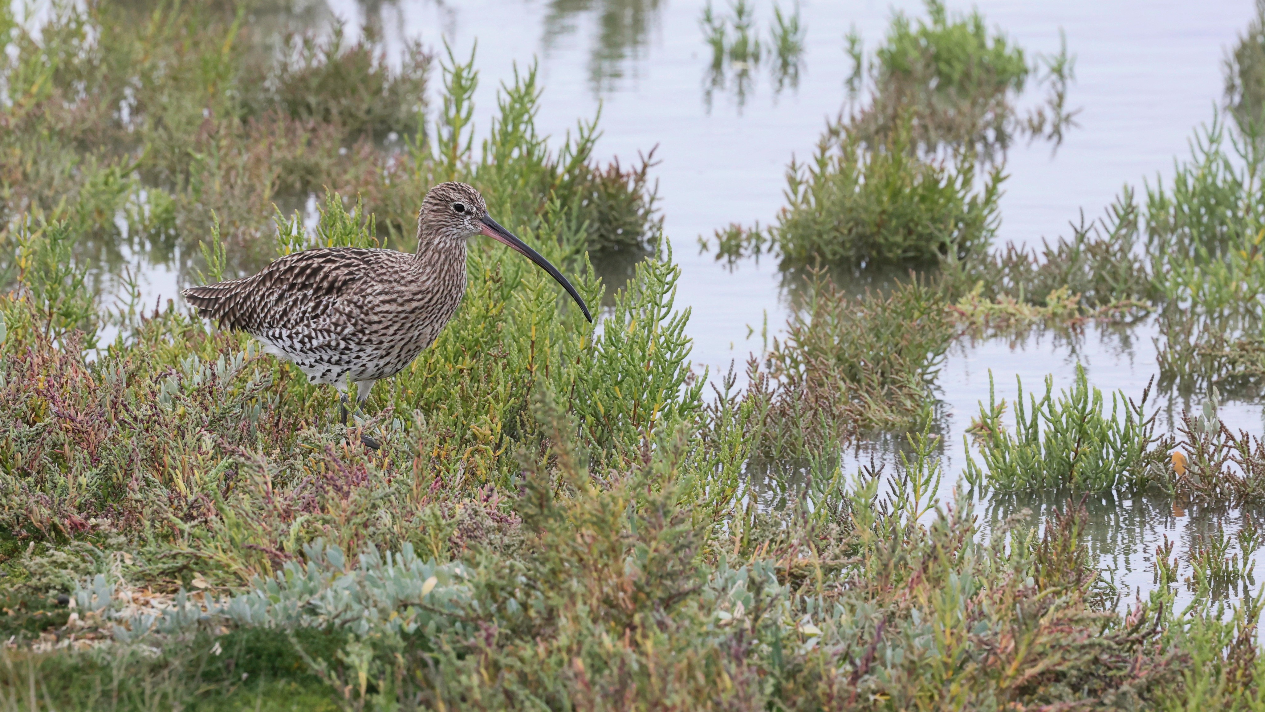 A milestone for nature recovery in Sussex – Chyngton Brooks saltmarsh restoration granted planning permission